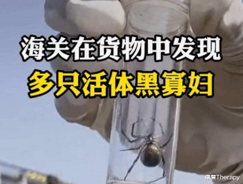 被蜘蛛咬一下,会变成蜘蛛侠?医生提醒:不一定,也有可能进ICU