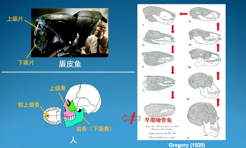 “从鱼到人”有了关键证据!四亿年前,我们的祖先爬上了陆地