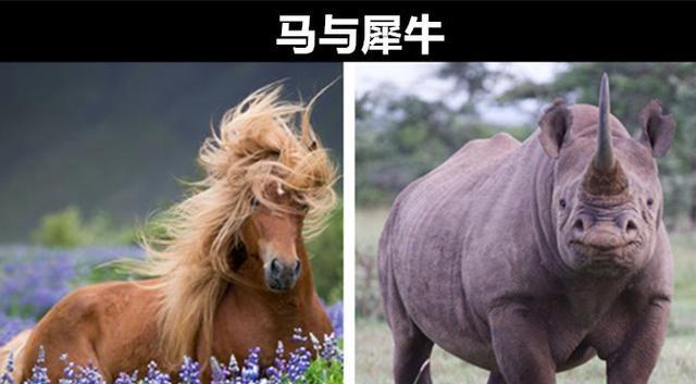 你可能并不知道的世界上8对拥有共同祖先的生物