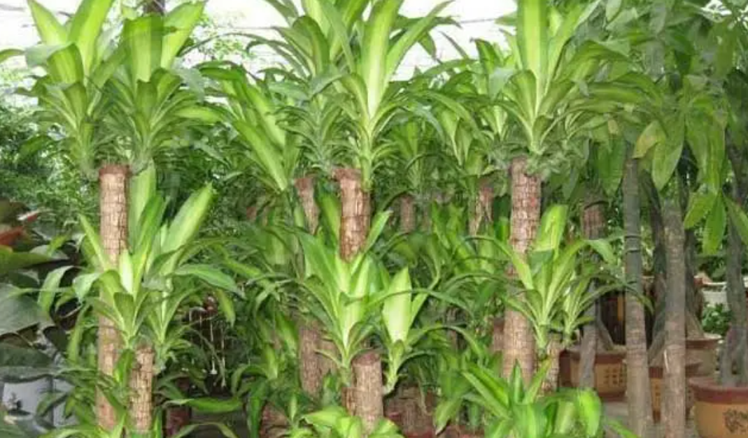 |我们办公室种了一颗巴西木，你们办公室呢？身为老板的你想在办公室种植什么呢？