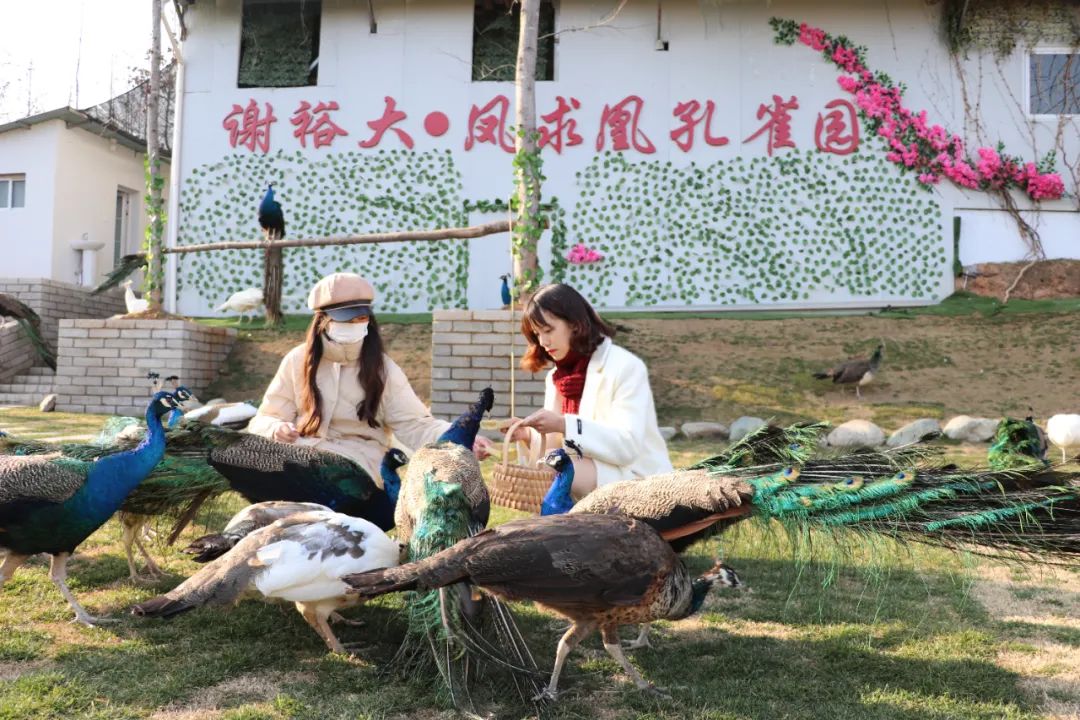 安徽|安徽人游安徽 | 国庆假期到谢裕大茶博园 嗨玩一整天不重样!