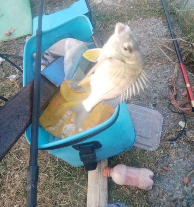 饵料|菜地解封第一战,黄鳍鲷来小爆护