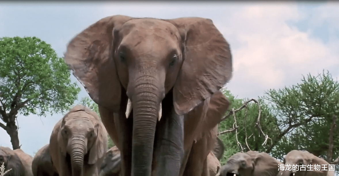 圆顶龙的巨大体型让它成为掠食者望而却步的猎物！