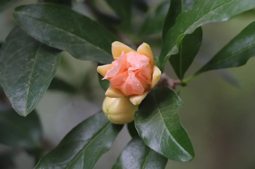 云南|河南旅游：绿博花讯｜石榴花开夏意浓