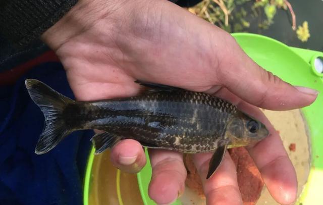 饵料|钓鱼资源好是种什么体验？有人没经历过，说出来你可能还不信！