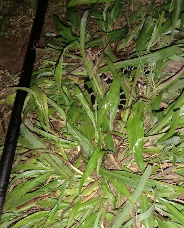 银环蛇|惠州男子夜钓时竟被银环蛇包围，网友：生死一线间
