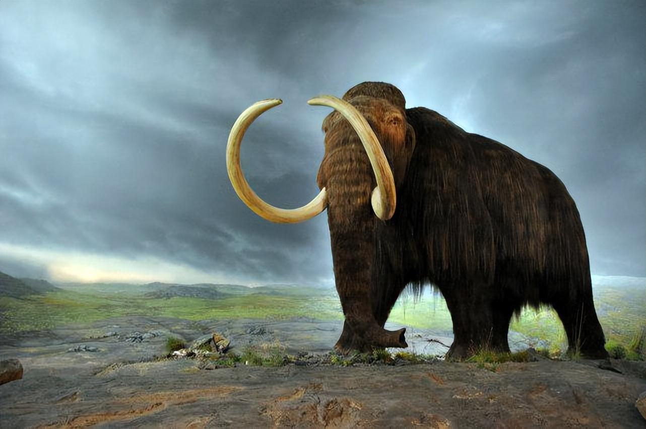 3.6万年前的远古生物味道如何?科学家出于好奇,大胆尝了一块