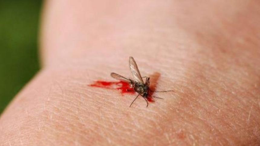 蚊子消失会带来什么影响？每年能拯救上百万人，生态系统陷入混乱
