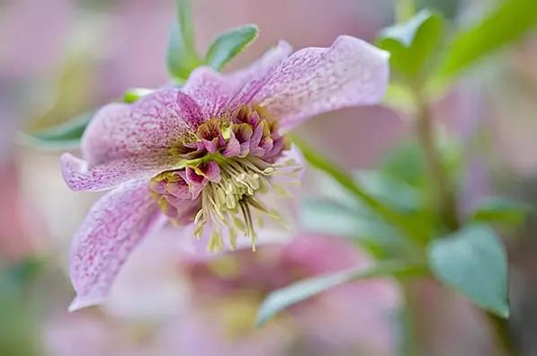 奇葩说|为什么《奇葩说》里的人这么牛？因为他们厉害的不是嘴，是认知