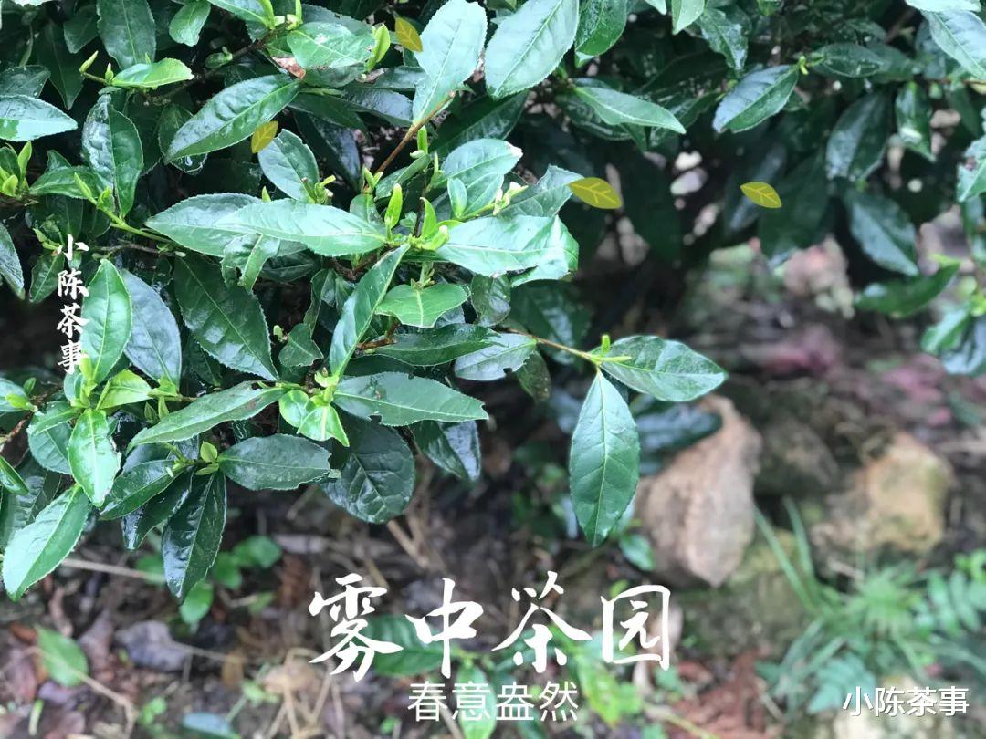 春季雨水多,家里的白茶该如何储存,请收下这5点注意事项
