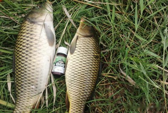 大暑|大暑过后该如何野钓?4个要点决定成败,温度再高也能连竿钓大鱼