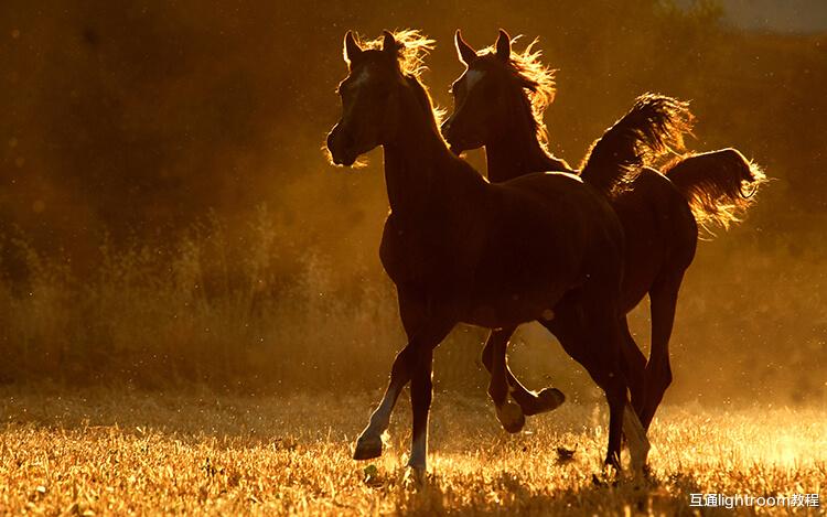 背光照片怎么拍摄，这样拍摄照片也很唯美！