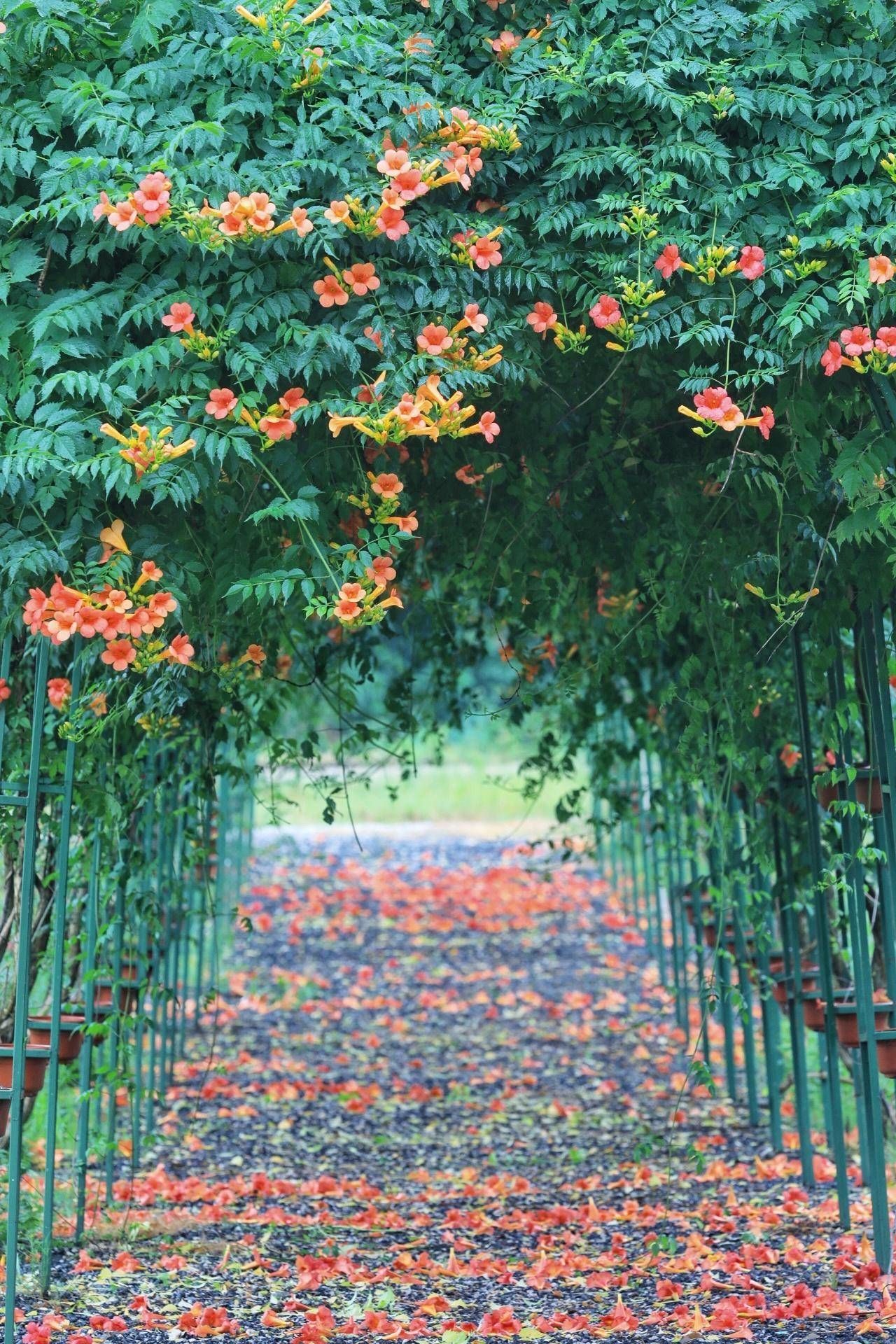 |一起走“花”路！来这里邂逅凌霄花“隧道”