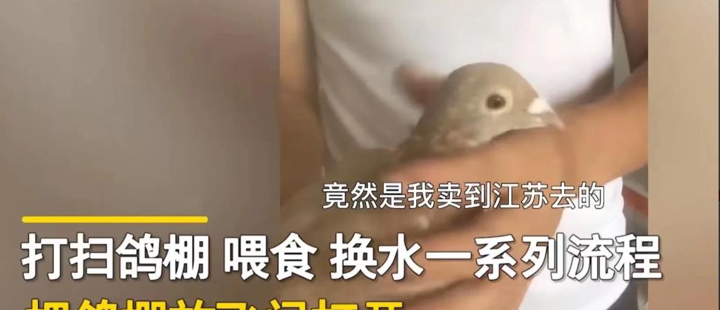 四川成都,一小哥把自己养的鸽子卖到了江苏,可万万没想到,交易完成货还在!