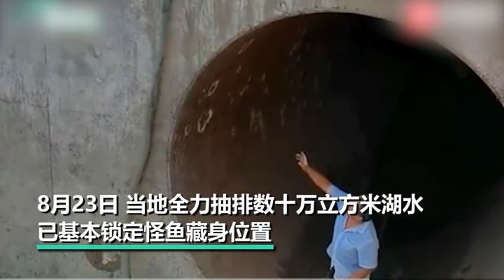汝州鳄雀鳝捉住了,却是雌雄两条,雌鱼一次可产卵20万枚,怎么办