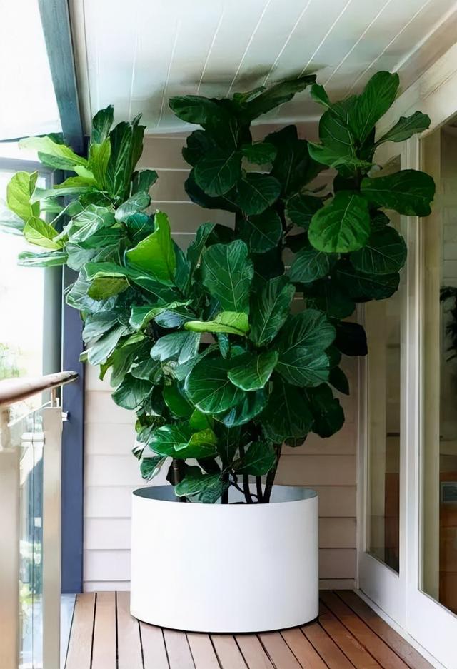 客厅养花有讲究,7种大型花,格调高,寓意好,养一盆错不了