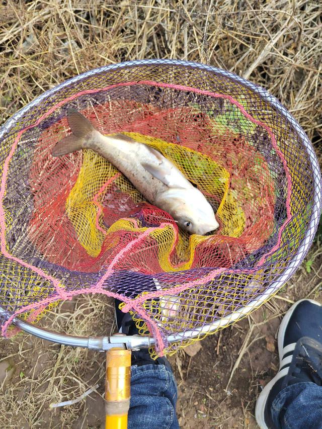 |前有姆巴佩的帽子戏法,今有旅li三戏大板鲫