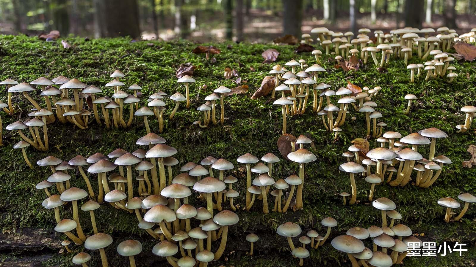 风水宝地？云南一块玉米地长出40多窝鸡枞菌，究竟是什么原因？