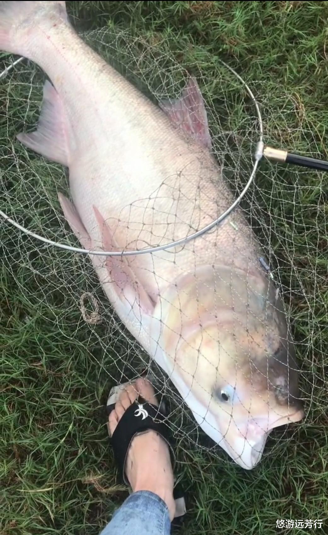 饵料|马鞍山钓鱼人钓上“巨型胖头鱼”，鱼鳞菜刀刮不动，太大了