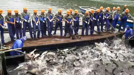 千岛湖秋季巨网捕鱼,一网8万斤,老演员金鲢再次入网,其后放生