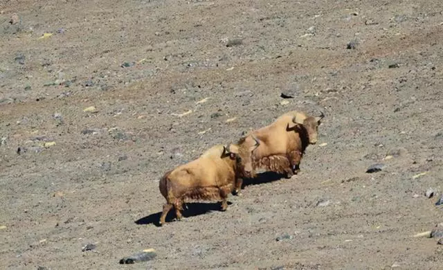 西藏|西藏发现“黄金神兽”，藏身冰川之中，全球不足300头，极其罕见