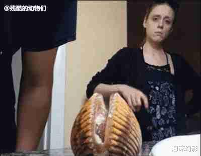 这些从来没见过的千奇百怪的动物