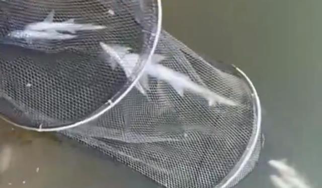 贵州|吃饭全靠钓!贵州男子钓鱼被困回不了家,直接开启了“荒野求生”