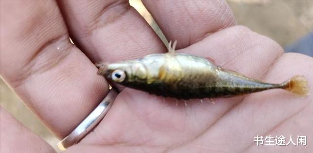 天津市|天津一男子火了，野钓收获带刺的“怪鱼”，神奇之处在它的屁股上
