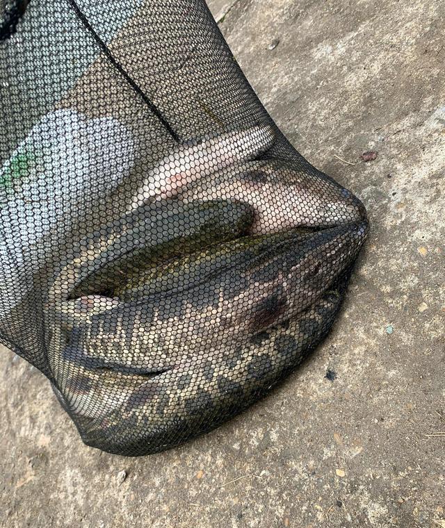 |江苏女子不听人劝，放生大量黑鱼到河里，结果都被岸边钓鱼人捞走