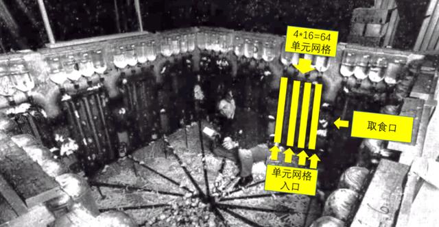 美国将8只白鼠放进“乐园”,繁衍1588天后,白鼠对交配失去兴趣