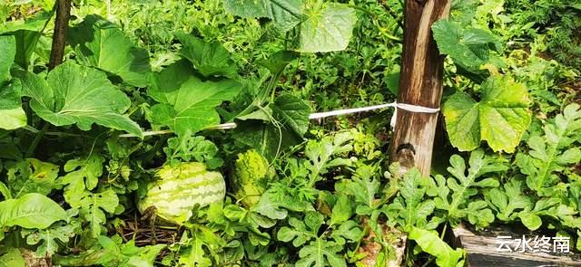 舍利塔|这么多皇上都到人头山玩，原来这里可以吃到“仙人果”