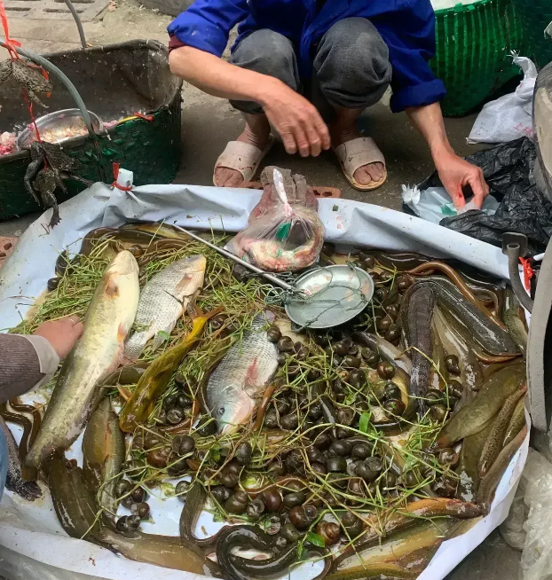 |老婆菜市场买鱼,“野生鲫鱼”18一斤,看了图,才知道套路有多深