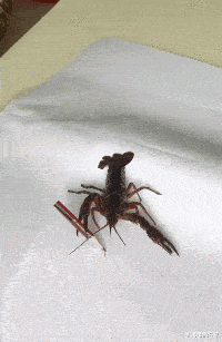 乔杉|为什么乔杉在洗脚城被抓了,不会退出娱乐圈呢?