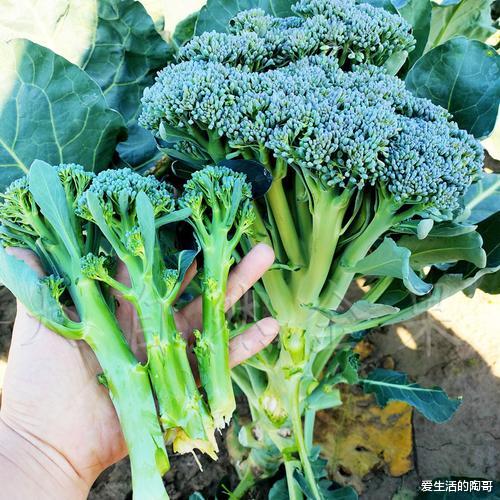 西兰花 春天不减肥，夏天徒伤悲！5种瘦身的“冠军食物”，减肥好助手
