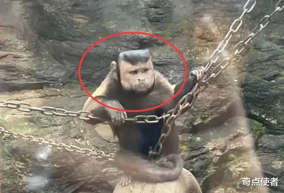 “人面猴”陆续出现，巴拿马猴还学会了使用工具，它们正在进化？