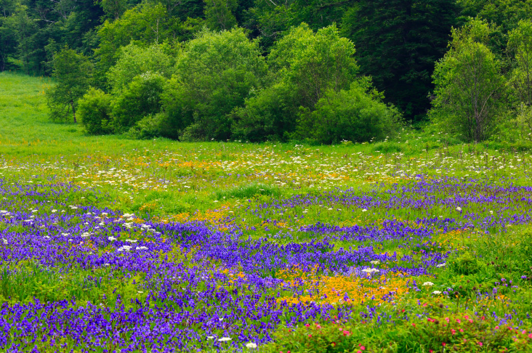 |7月的避暑天堂，8个避暑旅行地，个个美如仙境，你去过几个？