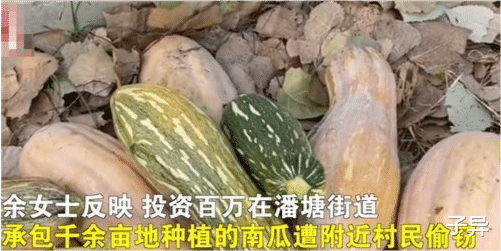 离谱!女子曝自家南瓜频遭附近老人组团偷窃,官方是如何回应这件事的?