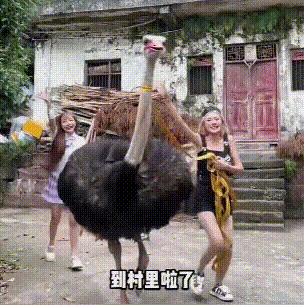 吃鲨鱼的网红,把自己作进去了!