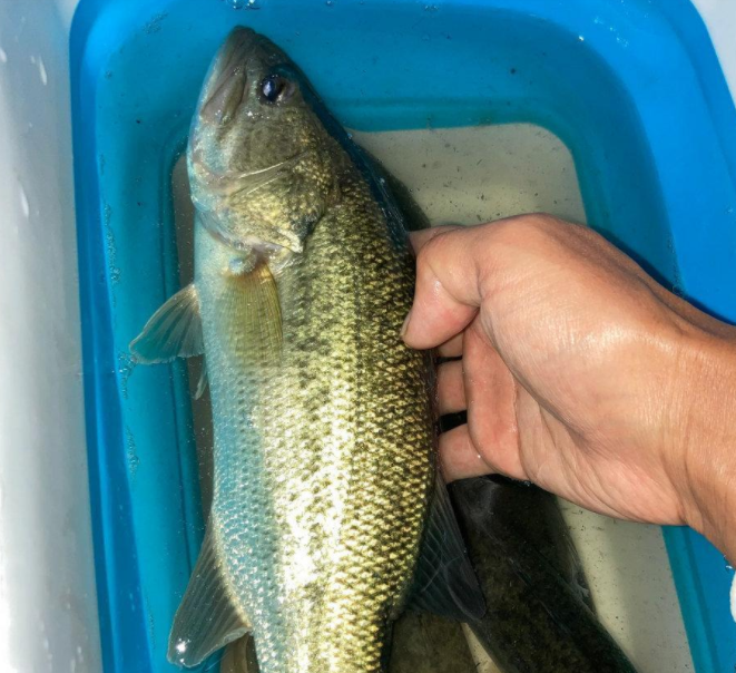 成都|美国黑鲈已“入侵”成都，有人一天钓几十条，高密度会形成种群么