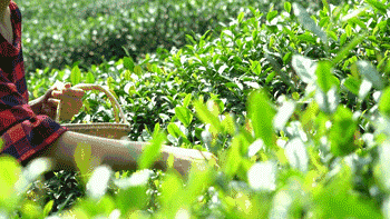 自驾|抓住暑假的尾巴！这14个最佳避暑目的地，景美人少不扎堆