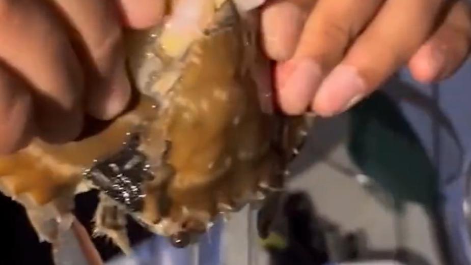 男子花400元买4箱梭子蟹，解冻后发现全是空壳注水