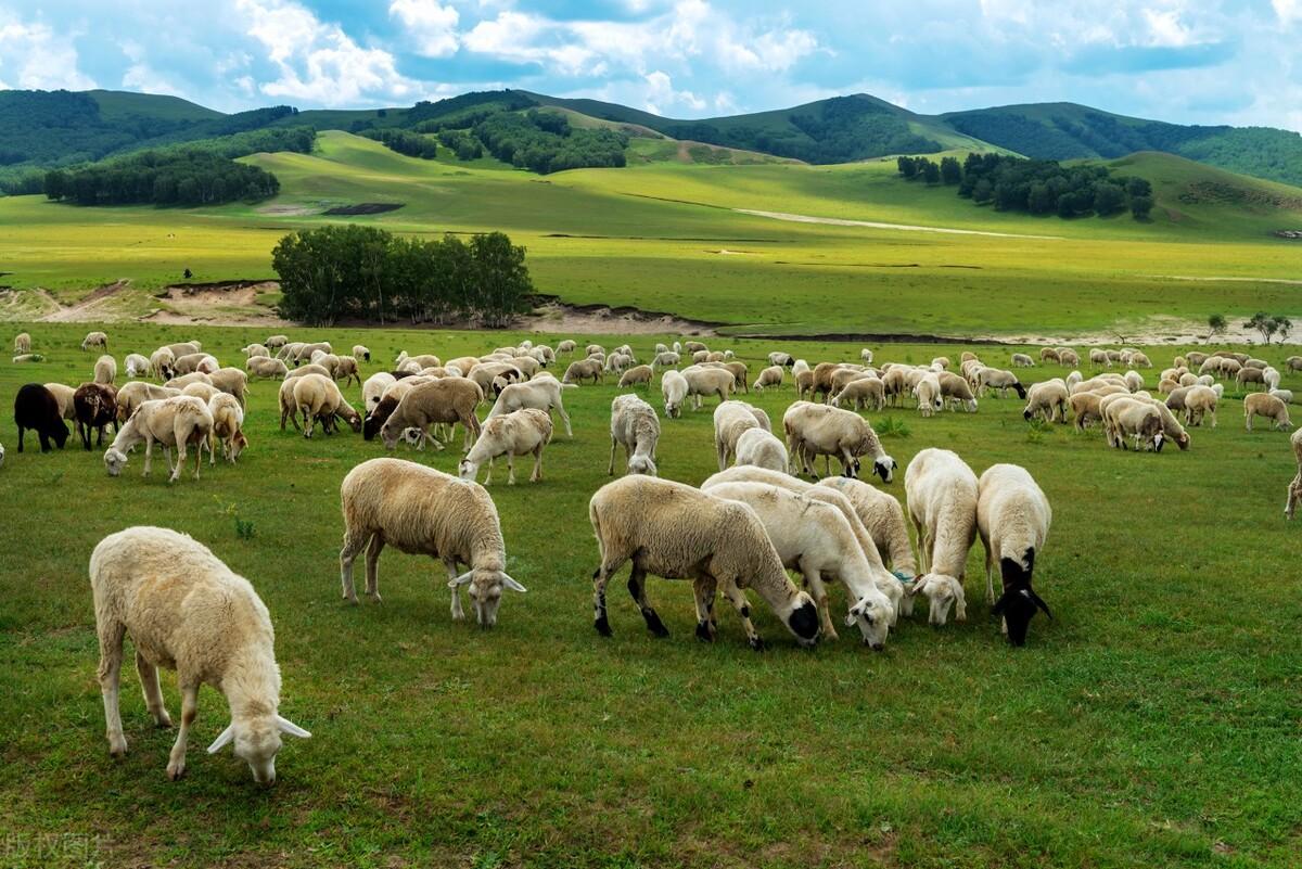|郭进拴|绝美的坝上