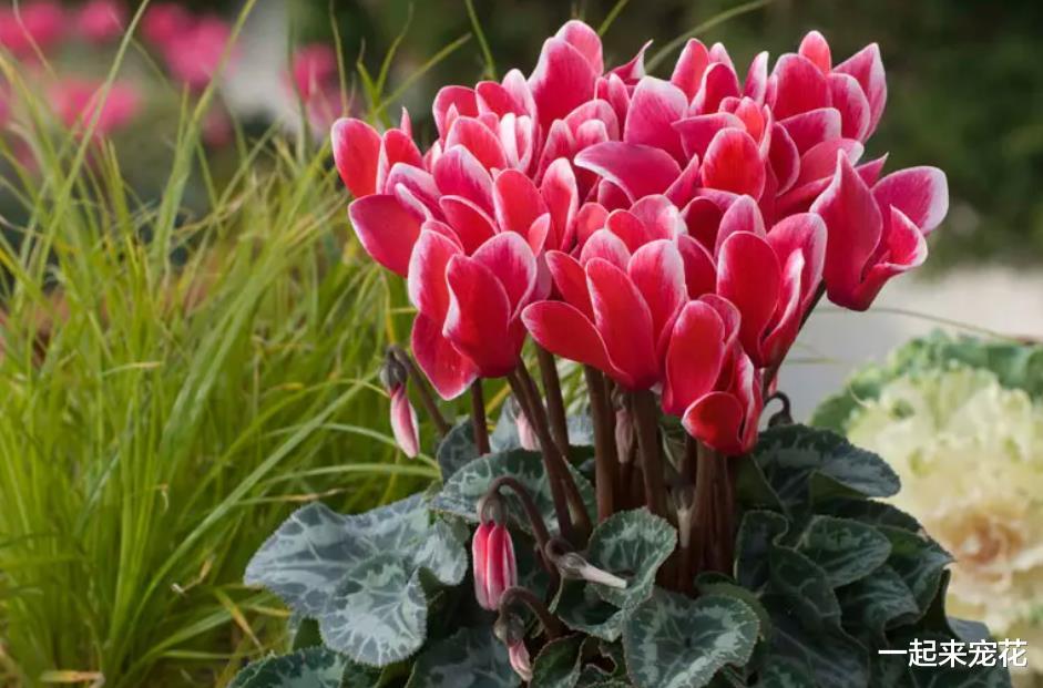 专为厨房而生的花,吸收油烟颜值高,一开就是小半年,值得拥有