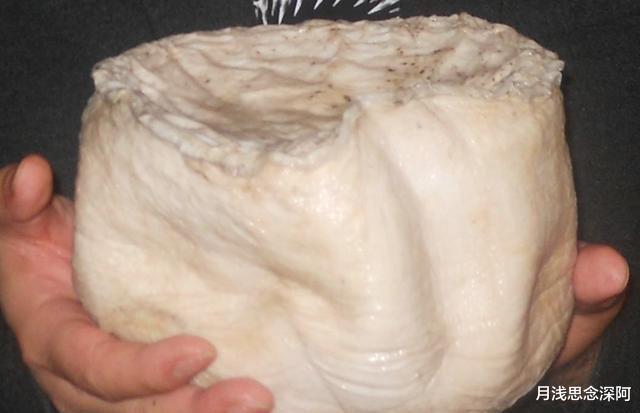 有哪些违背生命规律的生物?跳出三界外的“太岁”,你听说过吗?