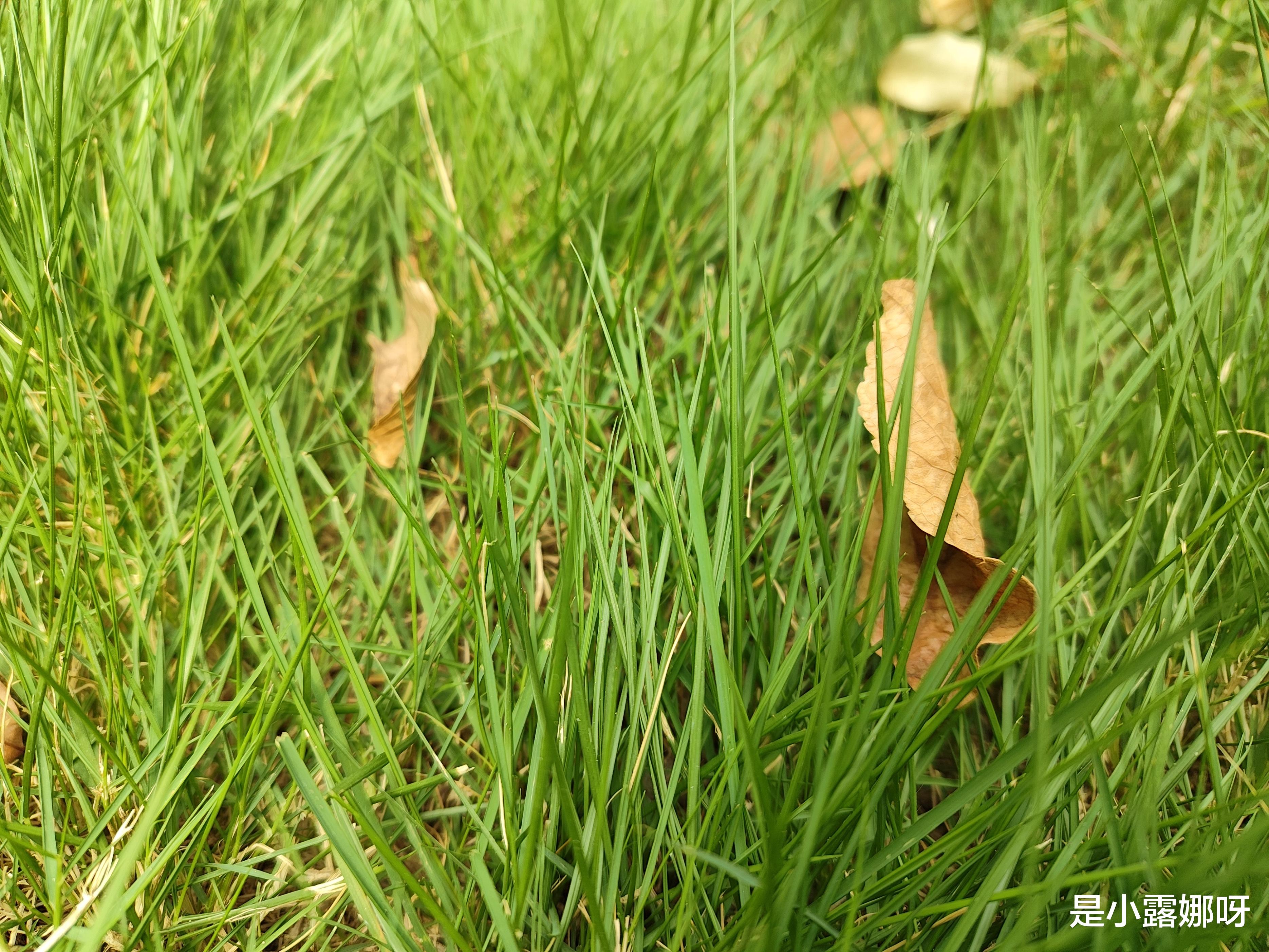 红米手机|红米K50至尊版使用3天后，回答网友问得最多的5个问题！