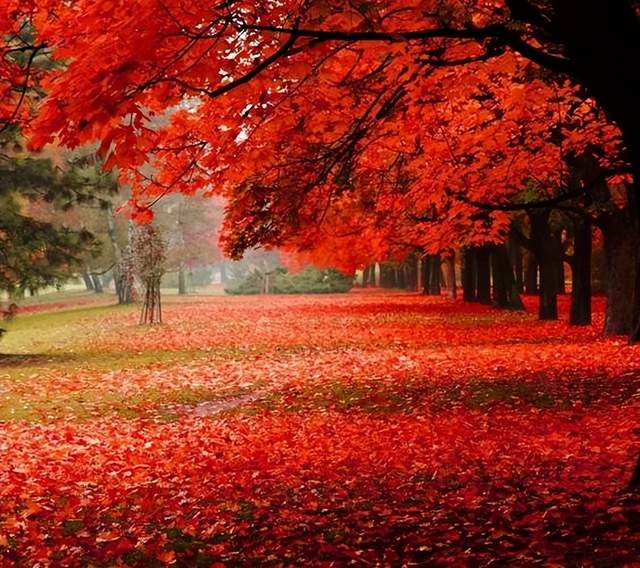 阿拉善盟|原来秋天可以这么美，是时候为广西的秋天刷下“存在感”了