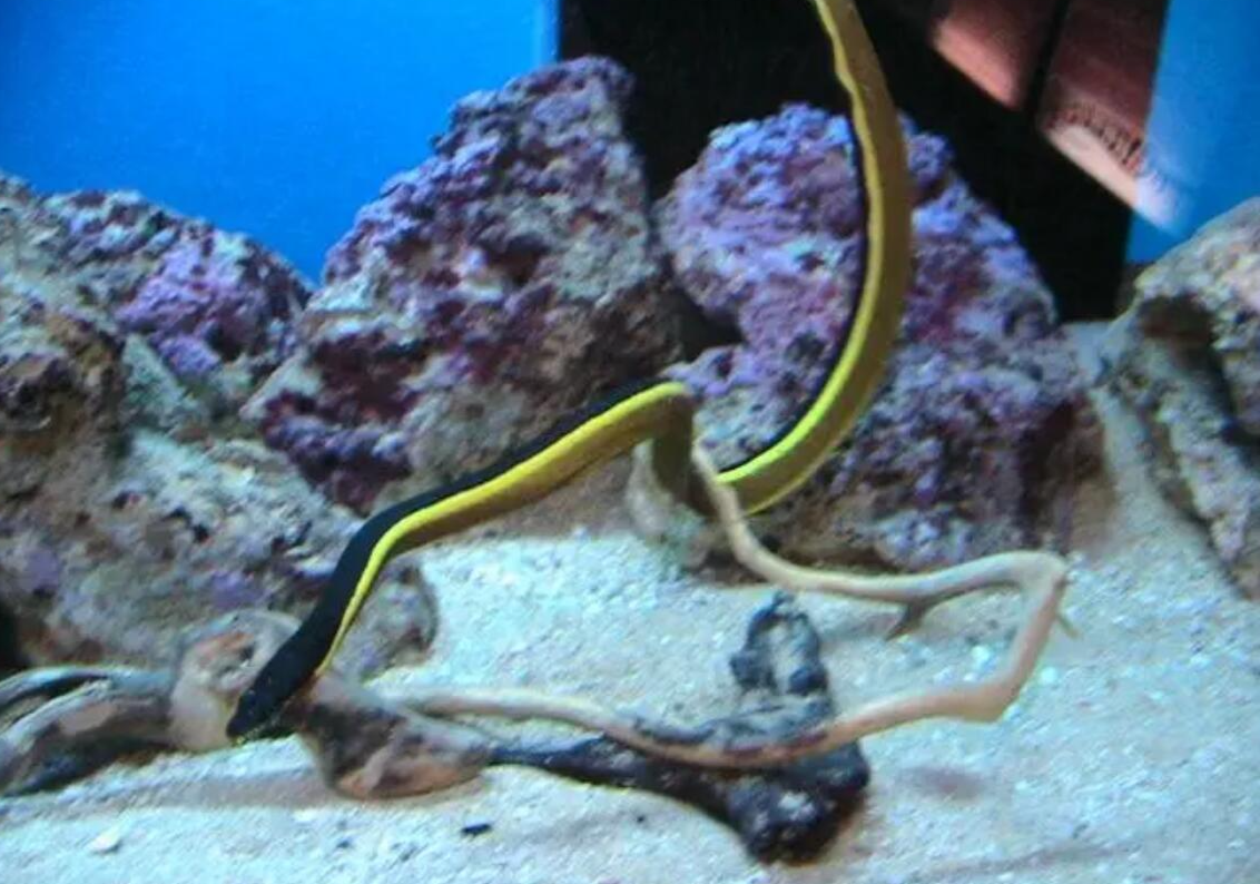 海蛇究竟有多危险?科学家表示,有一种情况下海蛇会追着你咬