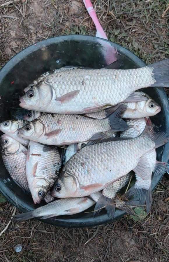 |深冬野钓做窝技巧分享,来的全是大鲫鱼