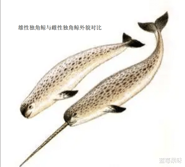 牙齿贵过金子,世界上“最豪横的动物”,据说一颗牙可抵一座城堡