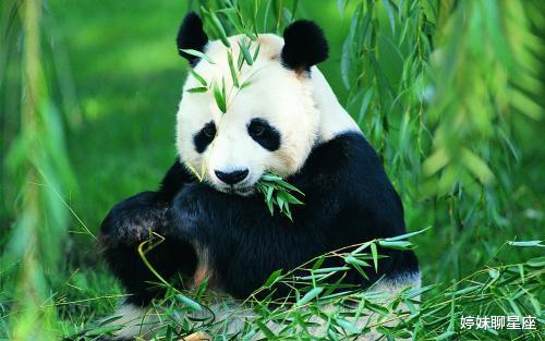 为何狮子老虎宁愿挨饿,也不敢攻击大熊猫?专家:你看它另一个名字叫啥